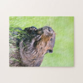 Natte bever legpuzzel (Horizontaal)