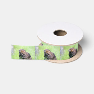 Natte bever lint