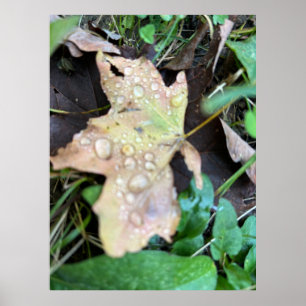Natte blad poster