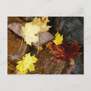 Natte bladeren en rotsen Herfst Natuurfotografie Briefkaart