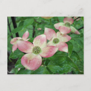 Natte Dogwood Blossom Briefkaart