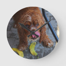 Natte Hond met een Banaan