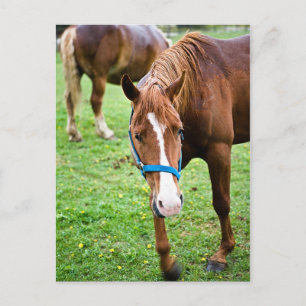 Natte kastannoot briefkaart