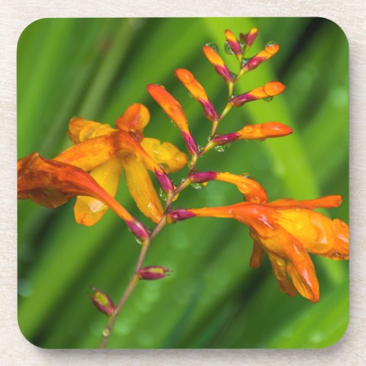 Natte oranje bloem harde plastic onderzetters (Voorkant)