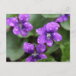 Natte Paars Violet Briefkaart