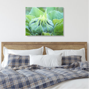 Natte zonnebloem Bud Sluiten Foto Canvas Afdruk