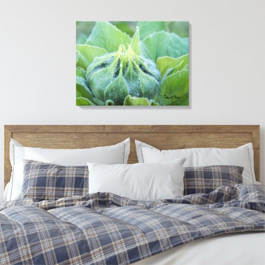 Natte zonnebloem Bud Sluiten Foto Canvas Afdruk (Insitu (Slaapkamer))