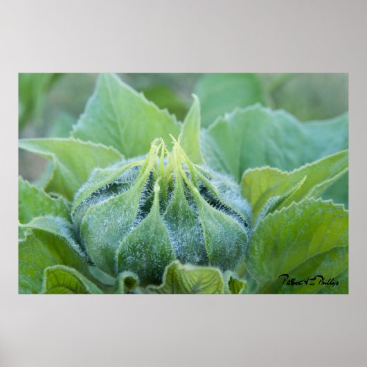 Natte zonnebloem Bud Sluiten Foto Poster (Voorkant)