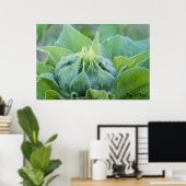 Natte zonnebloem Bud Sluiten Foto Poster (Thuiskantoor)