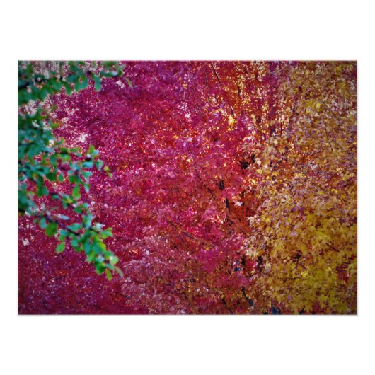 "Natural Vibrancy" Foto Afdruk (Voorkant)