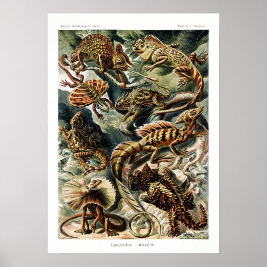  naturalist Ernst Haeckel - Grafiek Poster (Voorkant)