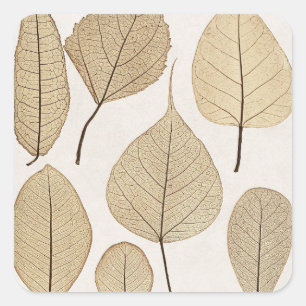  naturalistische botanische tekening   Vertrek uit Vierkante Sticker