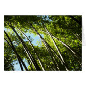 Nature botanique bambou (Devant horizontal)