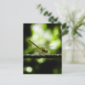 Nature - cartes postales (Debout devant)