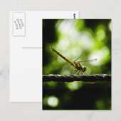 Nature - cartes postales (Devant / Derrière)