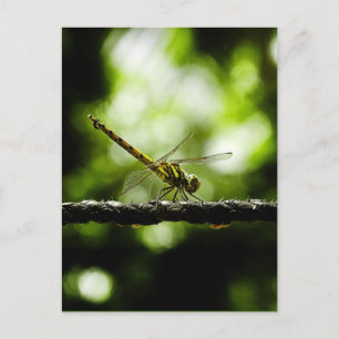 Nature - cartes postales