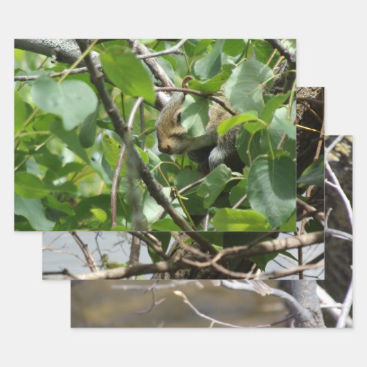 Nature Critters Wrapping Paper Sheets (Set)