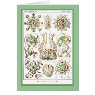 Nature de der d'Ernst Haeckel - de Kuntsformen -