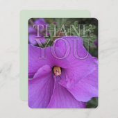 Nature Hibiscus violet Merci à fleurs (Devant / Derrière)