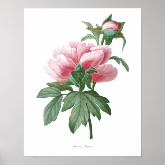 Nature, imprimé botanique, affiche d'art floral de