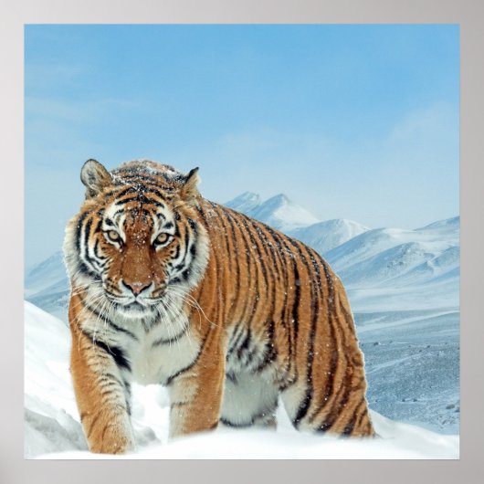 Nature Mountains Tiger Winter Neige Poster photo (Devant)