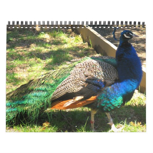 Nature - oiseaux - paysage calendrier de 12 mois (Protection)