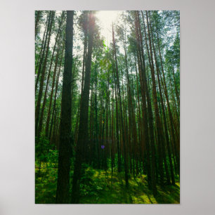 Nature Paysage Chercher Forêt Biélorussie Poster
