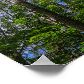 Nature Paysage Chercher Forêt Biélorussie Poster (Coin)