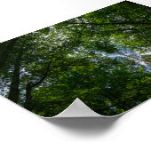 Nature Paysage Forêt Biélorussie Poster (Coin)