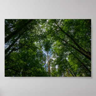 Nature Paysage Forêt Biélorussie Poster
