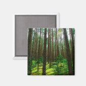 Nature Paysage Paysage Forêt Biélorussie Magnet (Recto/Verso)