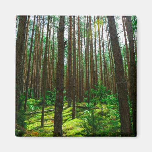 Nature Paysage Paysage Forêt Biélorussie Magnet (Devant)