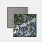 Nature Paysage Paysage Forêt Biélorussie Magnet (Recto/Verso)