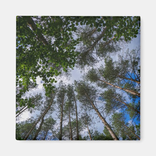 Nature Paysage Paysage Forêt Biélorussie Magnet (Devant)