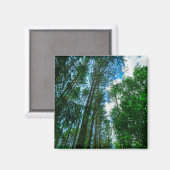 Nature Paysage Paysage Forêt Biélorussie Magnet (Recto/Verso)