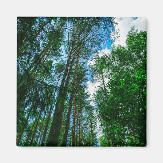 Nature Paysage Paysage Forêt Biélorussie Magnet (Devant)