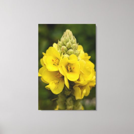 Nature Photography Canvas Print (Voorkant)