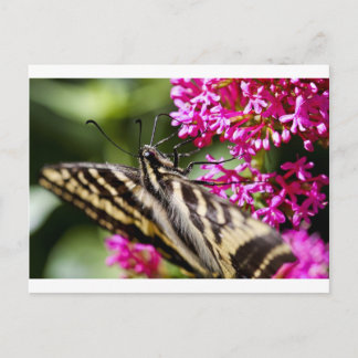 Naturen Beauty Briefkaart