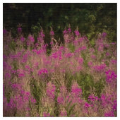 Natures tissu rose (Fermer)