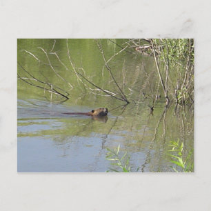 Natuur 2 briefkaart