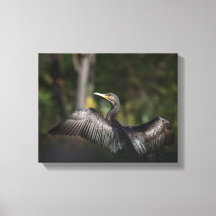 Natuur aalscholver Foto