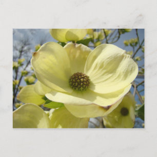 Natuur ansichtkaarten Witte Gele Dogwood Bloemen Briefkaart