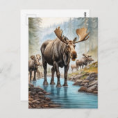 *~* Natuur AP49 MOOSE HERD Forest STREAM Briefkaart (Voorkant / Achterkant)