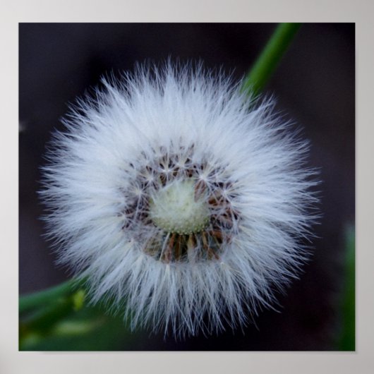 Natuur's zon poster (Voorkant)