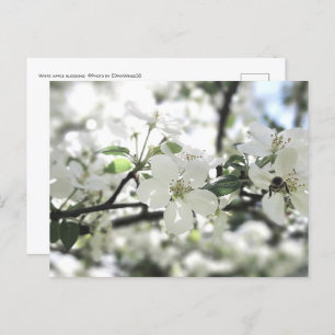 Natuur Apple Blossom Spring Tree Briefkaart