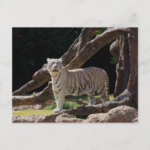 Natuur Bengalen Witte Tijger Fotografie Briefkaart