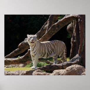 Natuur Bengalen Witte Tijger Fotografie Poster