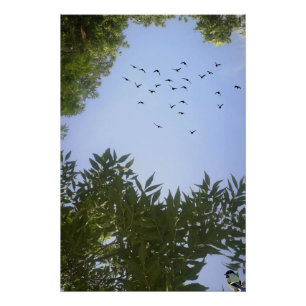 Natuur Blauwe lucht met vogels en bomen Perfect Poster