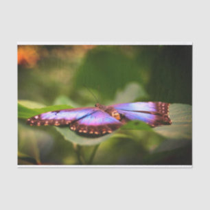 Natuur Blauwe vlinder Sluiten Ontkoppeling Tissuepapier