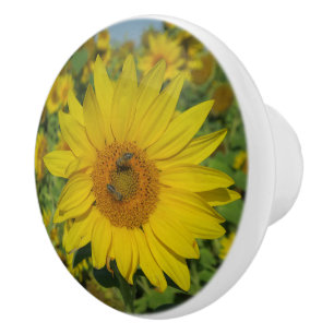 natuur, bloem, zomer, zonnebloem, bloesem, bloesem keramische knop
